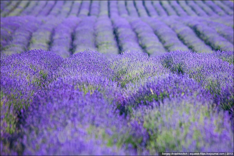 Collection: Lavendel Collection: Lavendel