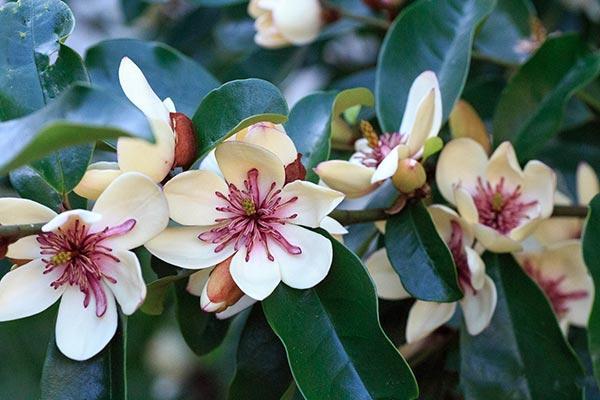 Collection: Magnolie Collection: Magnolie