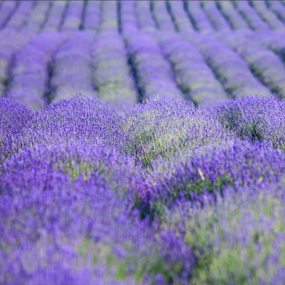 La Florentina Bath Foams Florentina Lavender Bath Foam 500ml Brand